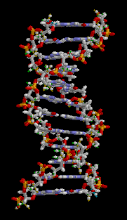 DNA Schematic (Wikipedia)