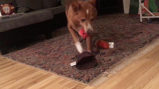 barkbox free trial