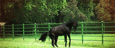 stallion rearing up gif
