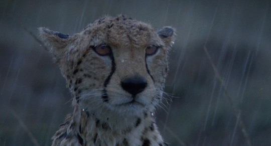 Leopard in the rain