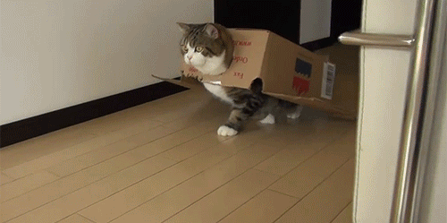 Image result for maru gifs