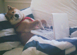 typing-dog.gif