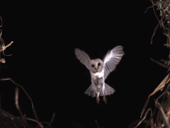 white owl gif