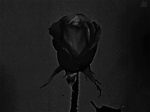 photo blackrose1_zpscmkpa4g8.gif