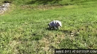 Резултат с изображение за downhill rolling gif