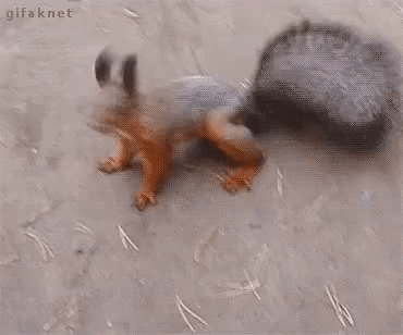 ezgif-com-video-to-gif