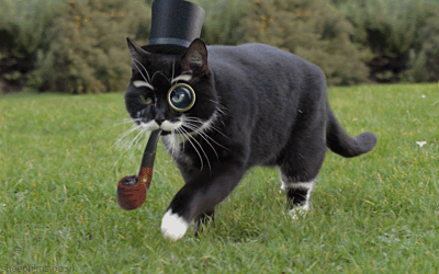meow to you too