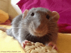 Image result for rat gif