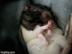 Image result for rat gifs