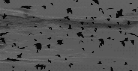 black and white bird GIF