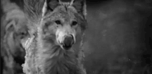 wolves gif