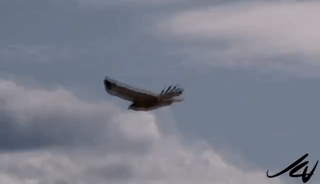 hawks flying gif