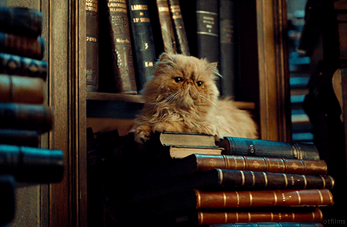 Image result for cats in libraries