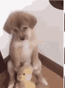 Bildergebnis für sad puppy gif