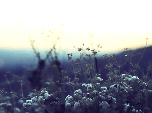  photo beautiful-meadow-flowers-swaying-win-wind-animated-gif_zpsc3v8tlcm.gif
