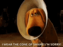https://www.google.com/search?q=cone of shame gif