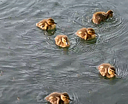 duck ducklings GIF