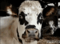 Chew GIF - Cow Cows Chew GIFs