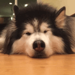  photo malma_zpskdtt3ig8.gif