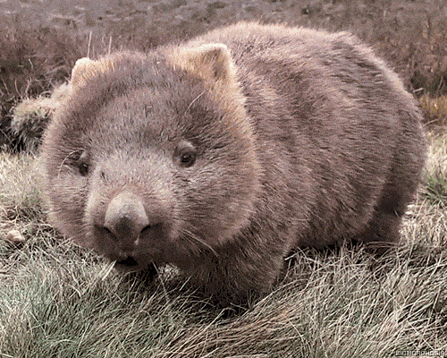 Image result for cute animals