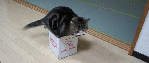 Cat in box.gif