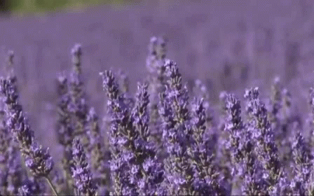 Image result for lavender gif