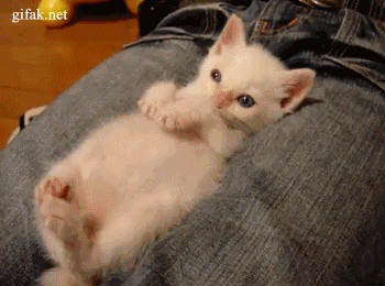 content.gif