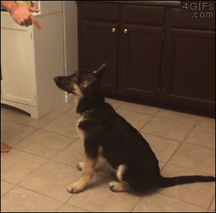 Bildergebnis für rottweiler German Shepherd mix gif
