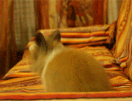 adorable bun.gif