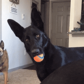Bildergebnis für black german shepherd gif