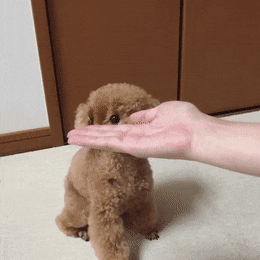 Bildergebnis für labradoodle gif