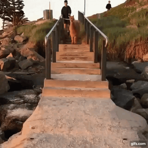 Beach Alpaca GIF
