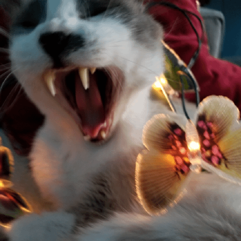 yawning-cat-holiday-lights-ellderet.gif