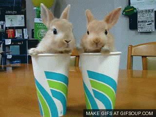 Image result for twins animals gif