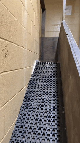 Go Out Run GIF by Cincinnati Zoo - Find & Share on GIPHY