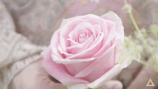 rebecca campbell rose in hand small