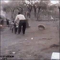 Baby Pig GIF - Baby Pig Catching - Discover & Share GIFs