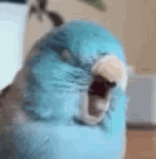 Parrot GIFs | Tenor