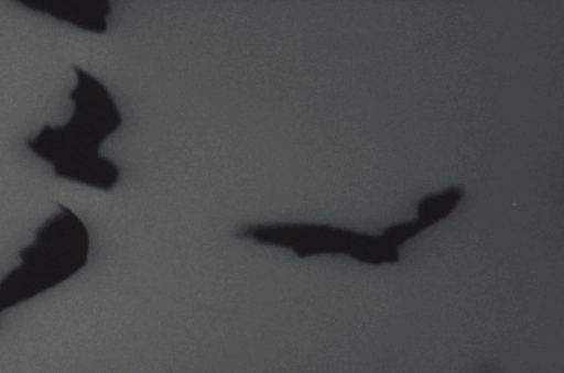 bat