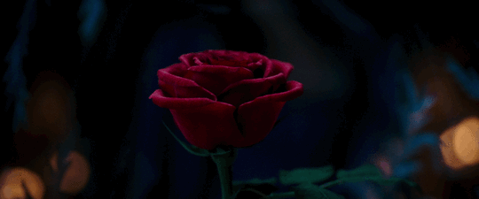 Emma Watson Rose GIF by Beauty And The Beast - Find & Share on GIPHY