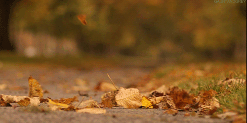 fall-leaves-autumn-gif-2.gif