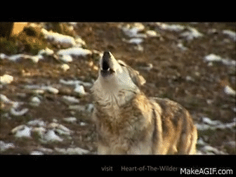 Best Brown Wolf Howling GIFs | Gfycat