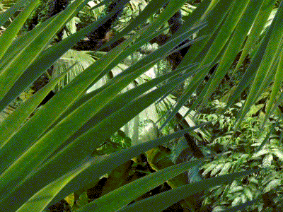 jungle-gif.gif