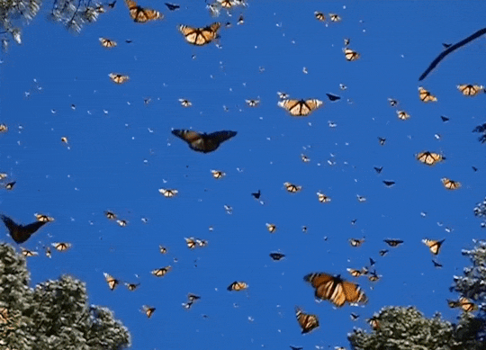 monarch-butterflies