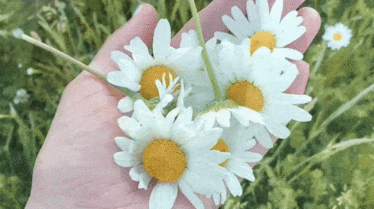 Daisy medicine copyright rebecca campbell