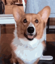 GIF of a person making a heart hands gesture and a corgi inserting its nose into the heart shaped space