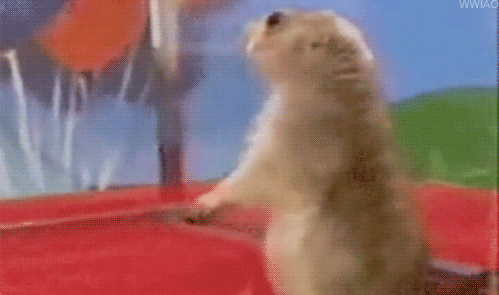 gif animado de una ardilla girándose dramáticamente hacia el espectador mientras las cámara hace zoom, en plan, chan chan chaaaan