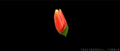 Time Lapse Flowers GIF - Find & Share on GIPHY
