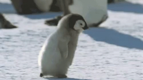 Baby Penguin GIFs | Tenor