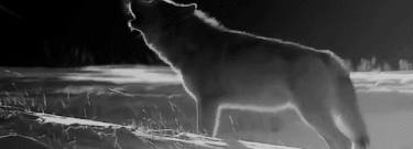 joinesgifimage-2437083